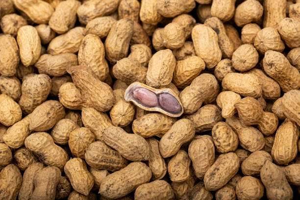 Kacang Tanah: Sumber Protein Nabati yang Kaya Manfaat